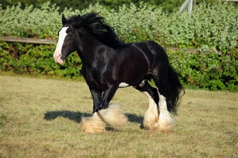 Shire horse Stock Photos, Royalty Free Shire horse Images | Depositphotos