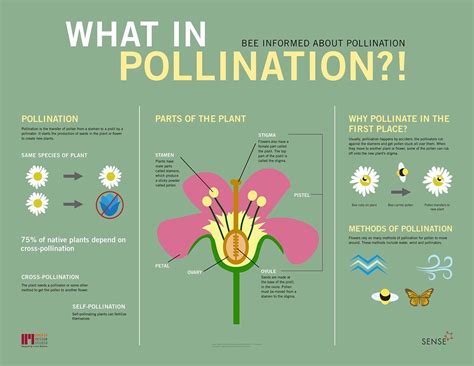 Bee Pollination Process Diagram Fertilization In Plants For