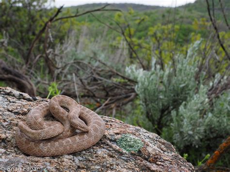 desert night snake in mountain habitat - a photo on Flickriver