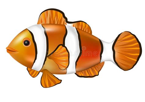 Cartoon Anemonefish. Clown Fish Nemo Stock Illustration - Illustration ...