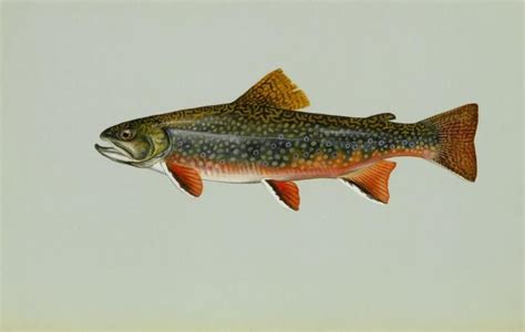 Free picture: brook, trout, freshwater, fish