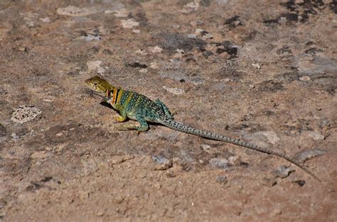 Common Collared Lizard Photograph by Flo McKinley | Fine Art America