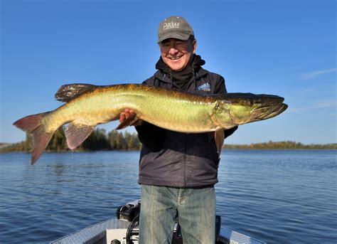 How to create a lethal action on your muskie lures by adding extra ...