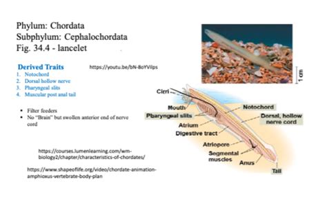 Classification for Lancelets and Tunicates Flashcards | Quizlet