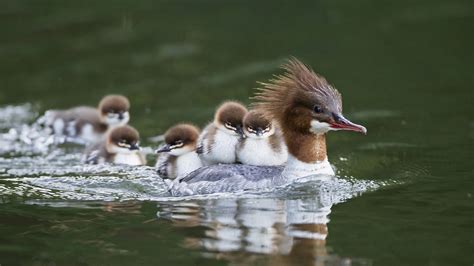 Download Duckling Bird Baby Animal Common Merganser Animal Duck HD Wallpaper