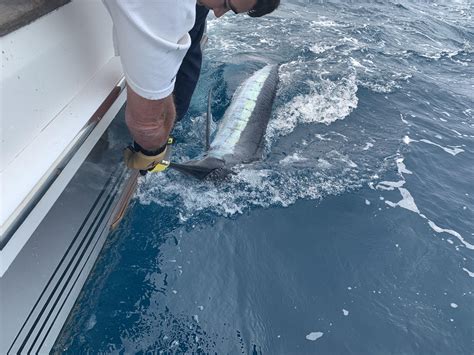 Striped Marlin 75kgs (165lbs) Tagged and Released : r/Fishing