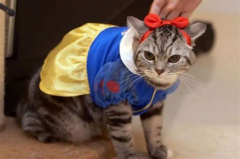 Disney princess cat | Cat halloween costume, Pet costumes, Cat costumes