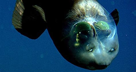 Meet The Barreleye, The Fish With A See-Through Head