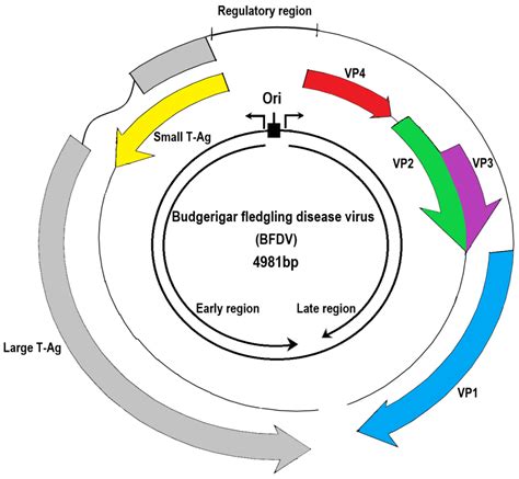 Viruses | Free Full-Text | Pathogenicity of Avian Polyomaviruses and ...