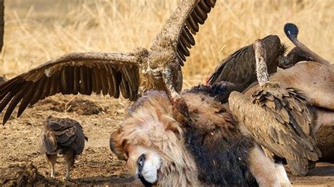 Most spectacular Vultures vs Lion compilation | Lion Try To Escape From Vultures Hunting But ...