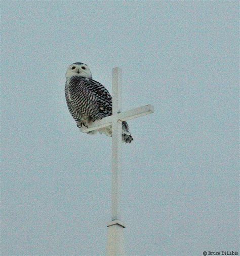 Bruce Di Labio's Blog: February 18,2014 More Snowy Owls at night, Perth ...