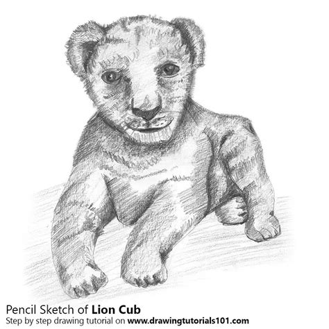 Drawing Pencil Lion Cub - pencildrawing2019