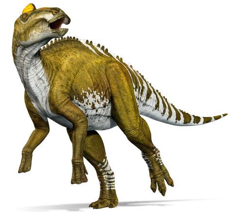 Edmontosaurus (ed·mon·to·saur·us) sometimes known as the invalid Anatosaurus or Anatotitan, was ...