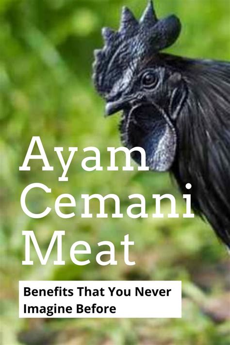 Ayam Cemani Meat Benefits That You Never Imagine Before | Ayam cemani ...