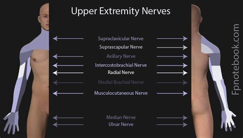 Neuroanatomy of the Arm