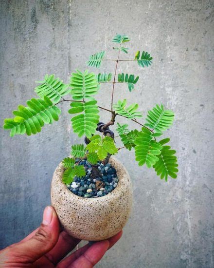 17 Best Mimosa Tree Bonsai Pictures | Balcony Garden Web