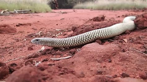 Snakes That Kill People! Deadly Venomous Snakes, King Brown Mulga Snake! #venom #snake #reptiles 👇🏼