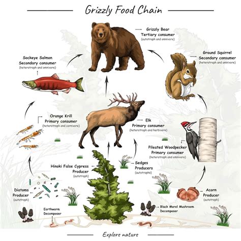 Premium Vector | Grizzly bear food chain