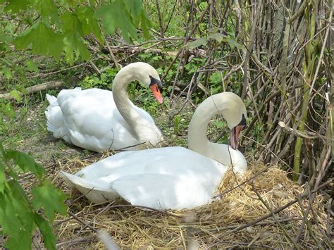 HD wallpaper: Swan, Breed, Nest, Animal, swan's nest, bird, young bird, young animal | Wallpaper ...