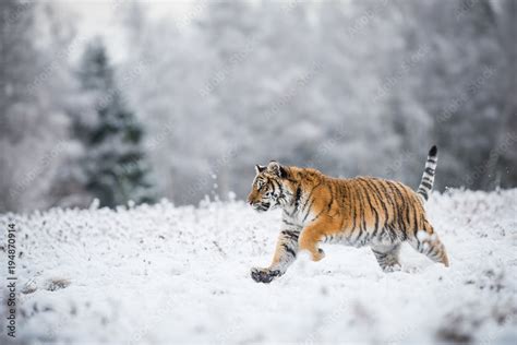 Young Siberian tiger running across snow fields Stock Photo | Adobe Stock