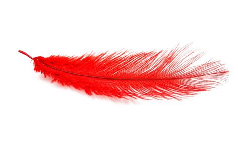 La signification des plumes : découvrez le message des anges | Signification des plumes ...