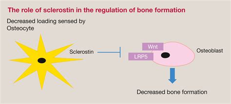 Normal bone physiology, remodelling and its hormonal regulation - Surgery - Oxford International ...