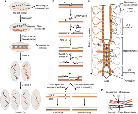 Frontiers | Mechanism and Control of Meiotic DNA Double-Strand Break Formation in S. cerevisiae