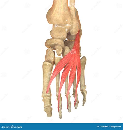 Human Body Muscles Anatomy (Extensor Digitorum Brevis) Stock Illustration - Illustration of ...