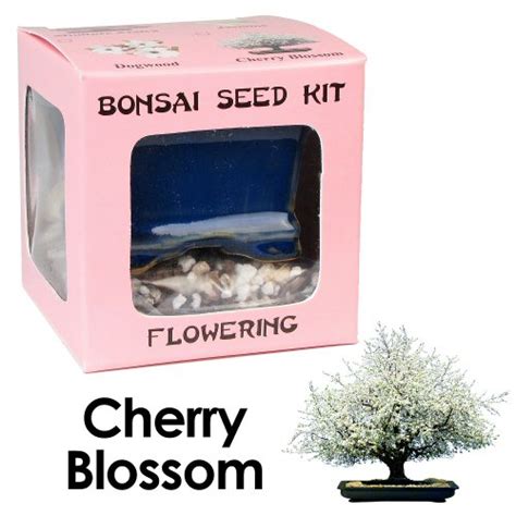 Eve's Cherry Blossom Bonsai Seed Kit, Flowering, Complete Kit to Grow Cherry Blossom Bonsai from ...