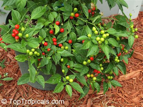 Capsicum frutescens, Wiri Wiri Pepper - TopTropicals.com