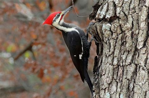 The Pileated Woodpecker-Michigan’s Winter Resident | Up North Tours