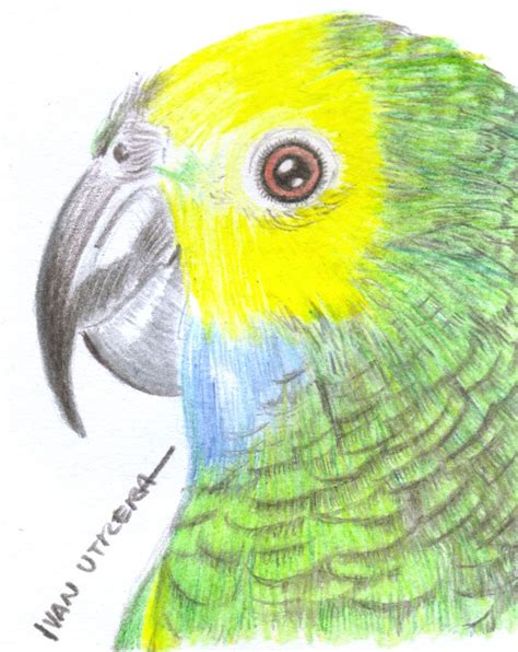 loro a lápices de colores | Pinturas de aves, Loro dibujo, Pinturas ...