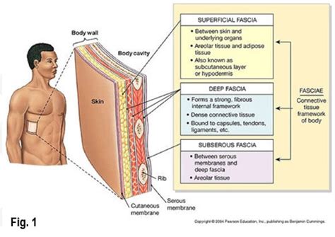 Fascia as Told by a Massage Therapist