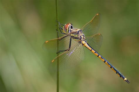 Dragonflies – North Wales Wildlife Trust Talk