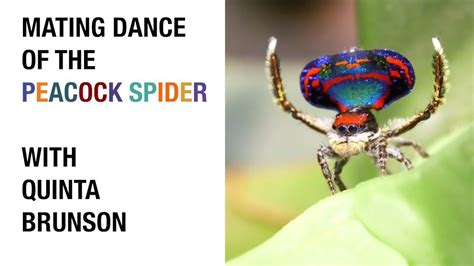 True Facts: Mating Dance of The Peacock Spider (feat. Quinta Brunson) in 2020 | True facts, Fun ...