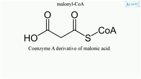 malonyl CoA - YouTube