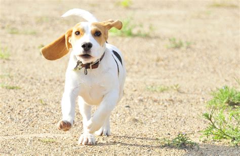 Common Beagle Ear Health Problems – Modern Beagle