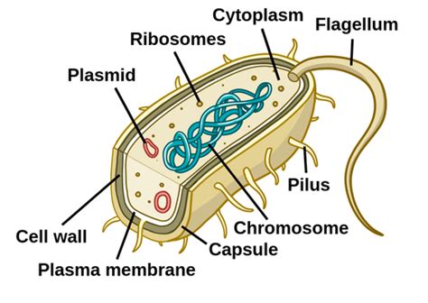 Bacterial Plasmid Structure