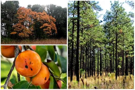 8 Alabama Native Trees to Plant Today