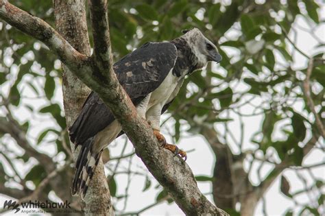 A Top Predator in Belize: The Harpy Eagle | Whitehawk Birding Blog