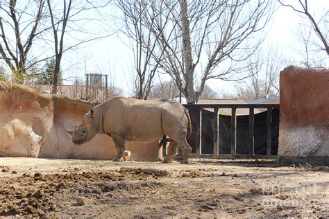 Nile Hippopotamus Photograph by Rupali Kumbhani