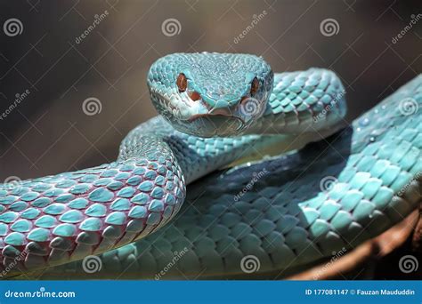 The Closer Look of Venomous Blue Insularis Viper Snake Stock Image - Image of green, cobra ...