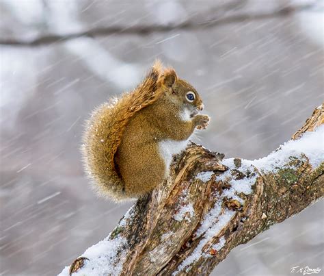 Squirrel in the snow 1 by Nini1965 on DeviantArt