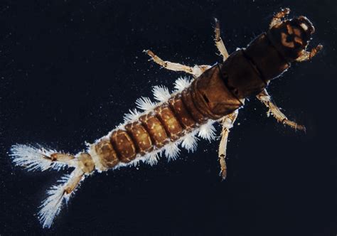 Caddis fly larvae are now building shelters out of microplastics | Ars ...