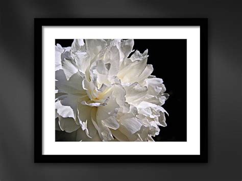 White Peony Flower Framed Macro Nature Photography Giclée Wall - Etsy