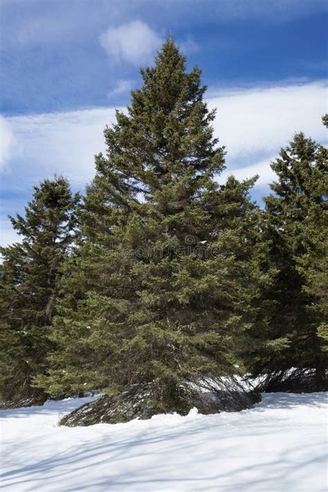 Majestic White Pine Trees at Mingo Springs in Snow, Maine Stock Image ...