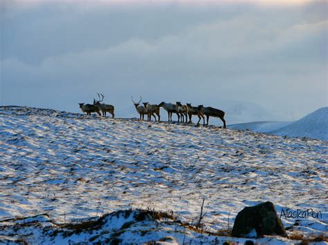 Cold Bay – Eastern Aleutian Tribes