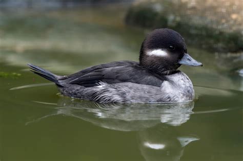 Female Bufflehead Duck Floating On Water Stock Photo - Download Image Now - iStock