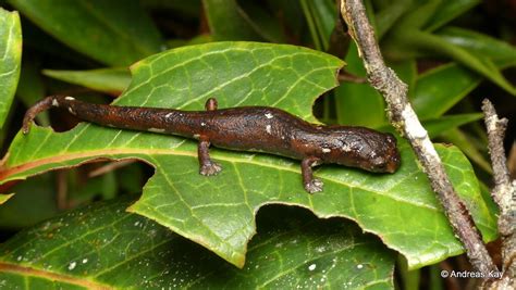 Tropical climbing salamander, Bolitoglossa sp., Plethodont… | Flickr