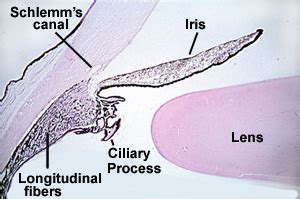 Histology A560